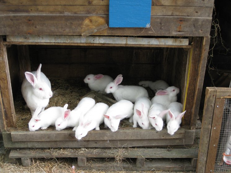 fledderus_hoeve_-_3.jpg fledderus_hoeve_-_3.jpg